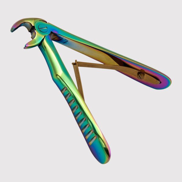 Lower Incisors And Canines